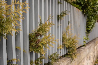 Bir çitin tahta levhaları arasında yansıyan bir haydut dalının yakın çekimi.