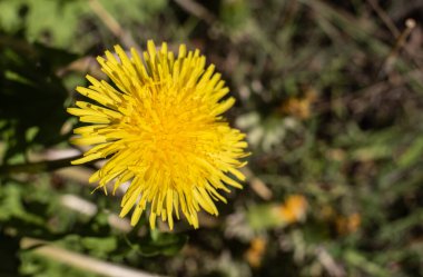 Sarı bir karahindiba çiçeğinin çiçek ve erkek çiçekleri ile aşırı yakın çekimi.