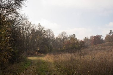 Almanya 'daki Swabian Alb' inde sonbahar manzarası boyunca bir patika.