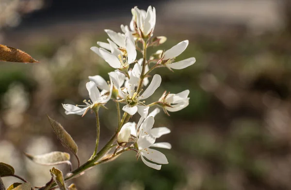 Zbliżenie Kwiatów Krzewu Cienia Białymi Płatkami Owłosionymi Tepalami — Zdjęcie stockowe