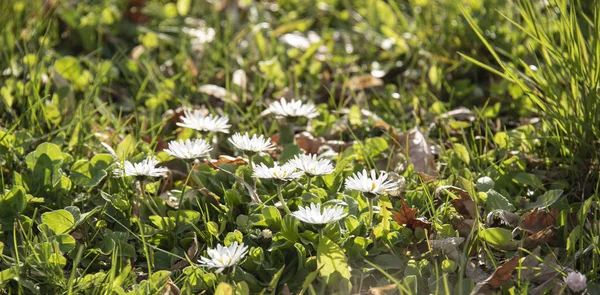 Экстремальный Крупный План Маленьких Белых Цветков Маргаритки Солнечном Лугу Весной — стоковое фото