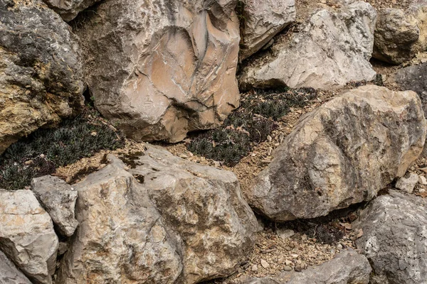 Detail Rock Garden Succulents Growing Large Limestone Boulders — Fotografia de Stock