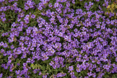 Aubrieta çalılığını kaplayan küçük mor çiçeklerin yakın çekimi