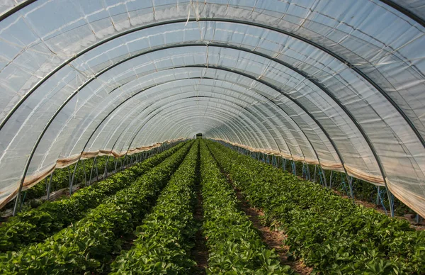 Ein Polytunnel Mit Langen Reihen Von Erdbeerpflanzen Die Mit Kunststoff — Stockfoto