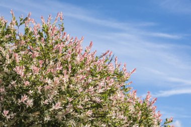 Mavi gökyüzüne karşı beyaz ve pembe yapraklı hakuro nishiki çalısı.