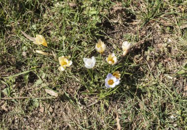 Çayırlarda yetişen pastel renkli taç yaprakları olan vahşi timsahlar.