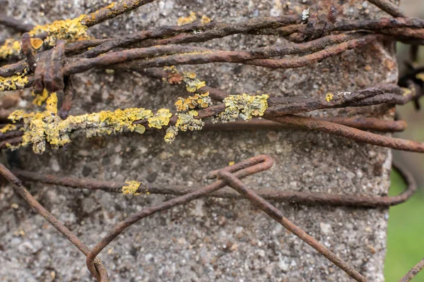 Extrême Gros Plan Lichens Foliacés Jaunes Sur Fil Fer Barbelé — Photo