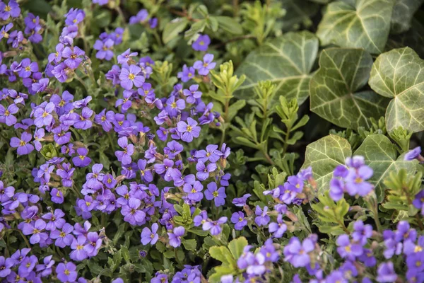 the small purple blossoms of aubrieta as a ground cover plant together with ivy in a spring garden