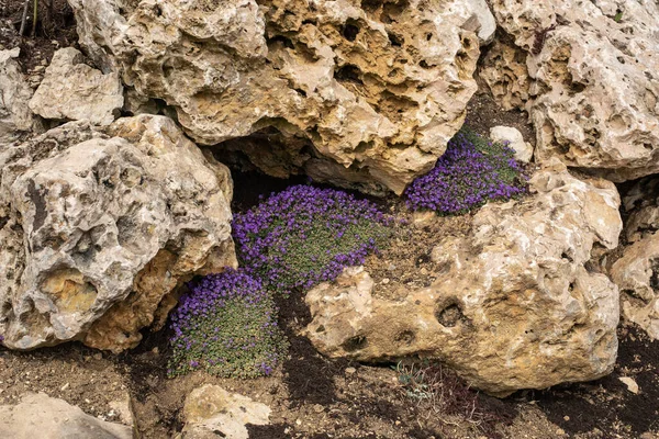 Стена Больших Известняковых Валунов Скальном Саду Небольшими Кустарниками Фиолетового Цветущего — стоковое фото