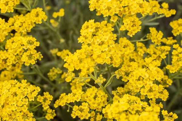 Primer Plano Extremo Las Pequeñas Flores Amarillas Aurinia Saxatilis Aliado — Foto de Stock
