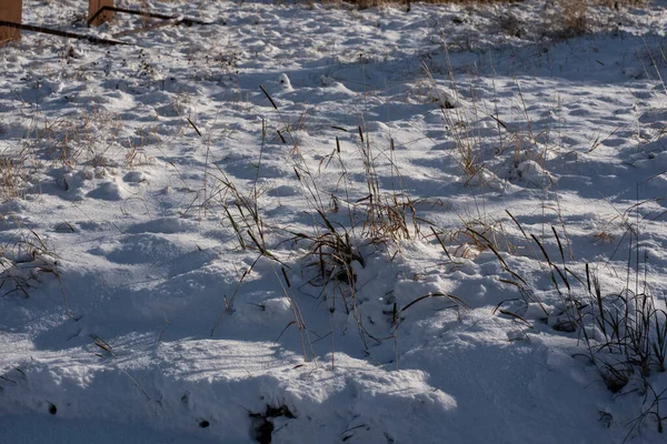 Primo Piano Erba Secca Prato Innevato Alla Luce Del Sole — Foto Stock