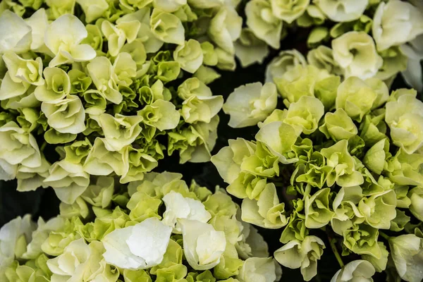 Çiçekli Bir Ortanca Çalısının Beyaz Yeşilimsi Yaprakları Telifsiz Stok Fotoğraflar