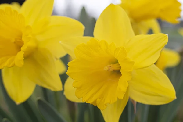 Macrophotografie Van Bloesem Van Een Gele Narcis Bloem Voorjaar — Stockfoto