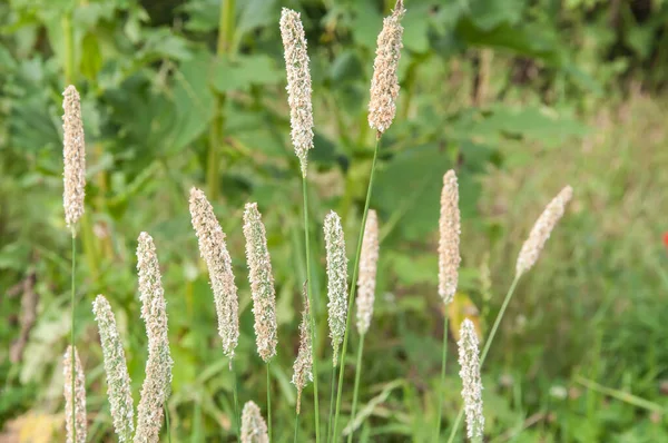 Close Blooming Ears Meadow Foxtails Pollen Stock Picture