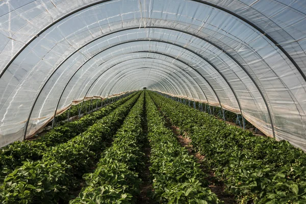 Der Anbau Von Erdbeeren Einem Tunnel Der Mit Kunststoff Bedeckt — Stockfoto