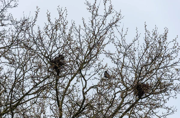 Rooks Nesting Top Tree Sprouting Leaves Spingtime — Stockfoto