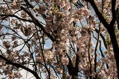 Akşam güneşinde kiraz ağacının dallarındaki pembe çiçekler.