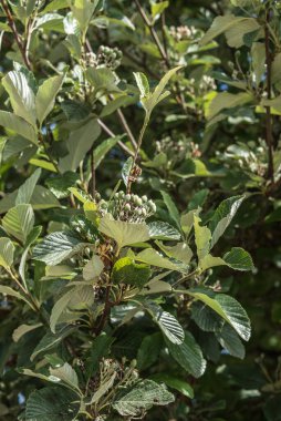 Olgunlaşan yeşil meyveler, yaz güneşinde, sıradan bir beyaz ışığın dalında.