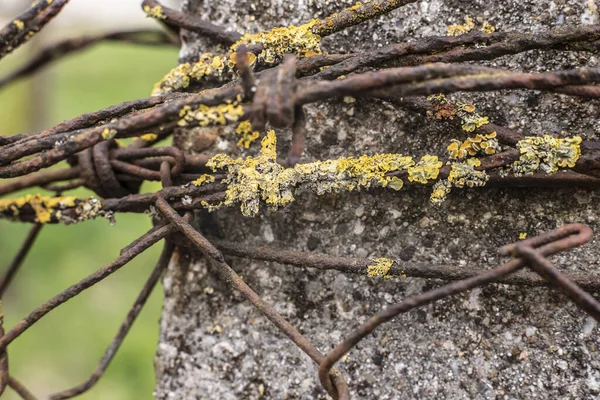 Close Lichens Growing Rusty Barbed Wire Cement Post — 스톡 사진