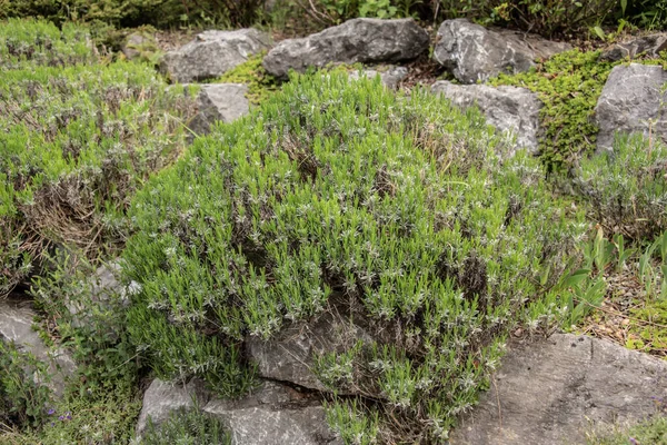 Fresh Green Leaves Lavender Bush Rock Garden Springtime — Stockfoto
