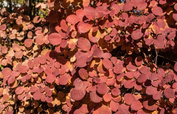 Κλαδιά Θάμνου Καπνού Στρογγυλά Οβάλ Κοκκινωπά Φύλλα Φθινόπωρο — Φωτογραφία Αρχείου