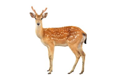 sika deer isolated on white background clipart