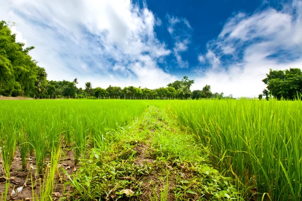 Risfelt grønt gress med blå himmel – stockfoto