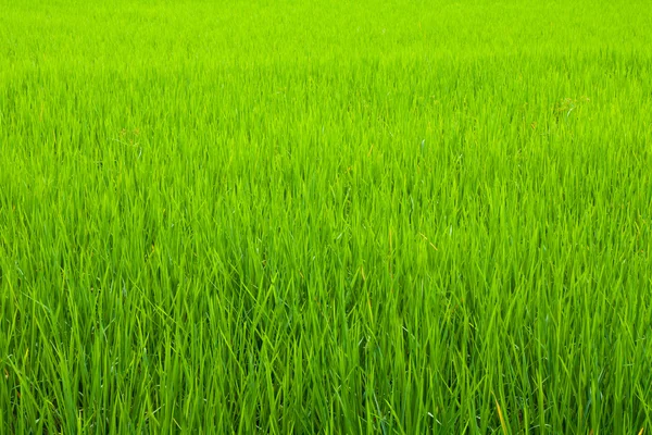 Rice field green grass — Stock Photo, Image