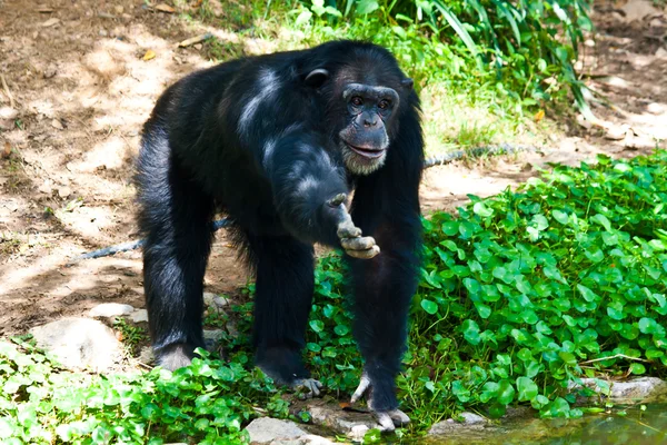 Chimpanzé veulent banane dans le zoo — Photo