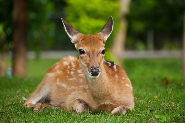 Sika Deer sit on grass — Stock Photo, Image