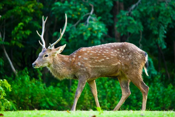 Sika herten — Stockfoto