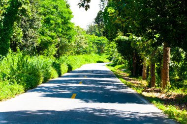 yolun her iki ağaçları ile