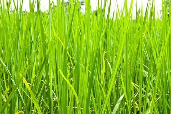 Risfelt grønt gress – stockfoto