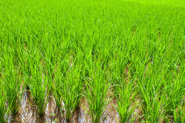 Broto de arroz jovem em arroz de campo — Fotografia de Stock