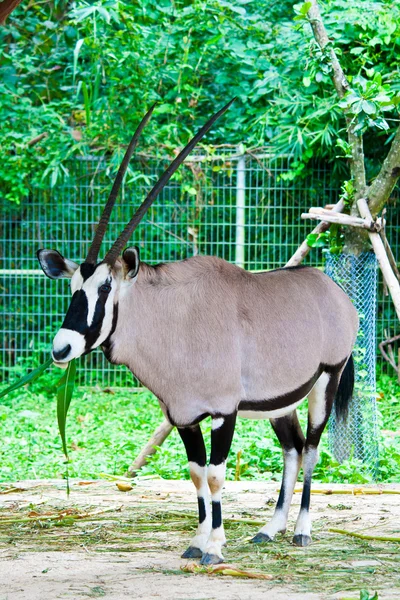 Oryx gazella o Gemsbok en el zoológico —  Fotos de Stock