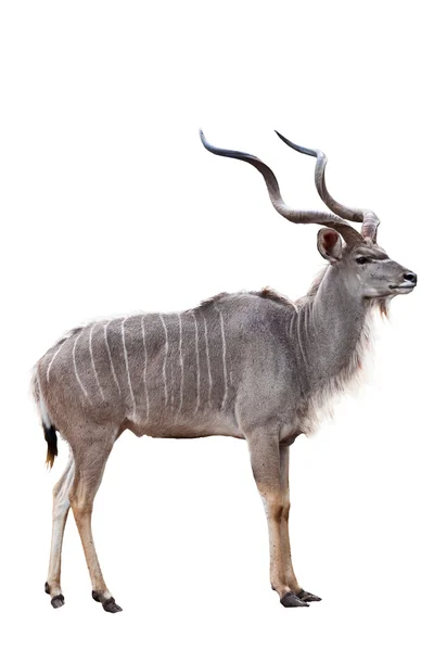 Kudu sobre fondo blanco — Foto de Stock