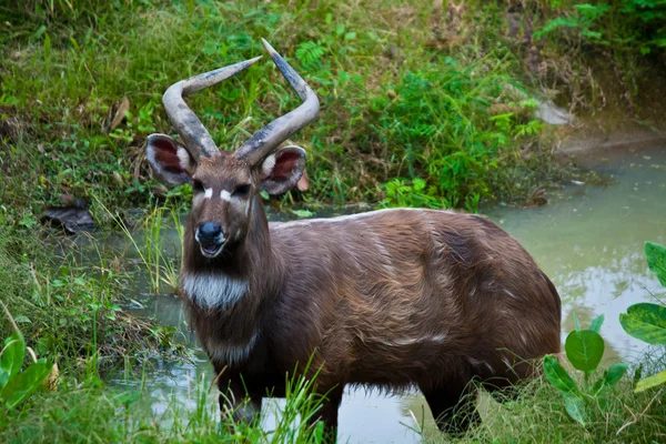 Männliche Sitatunga-Antilope — Stockfoto