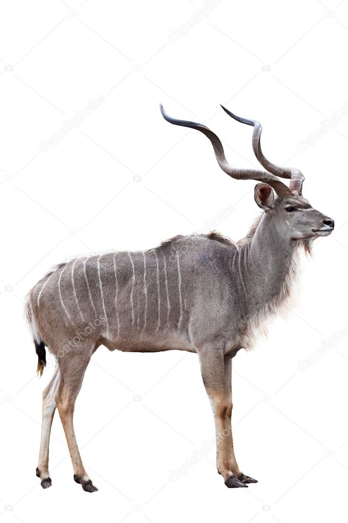 kudu on white background