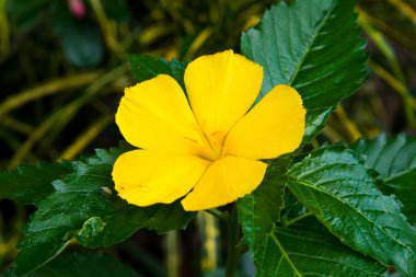 Sarı çiçekler kapanıyor.