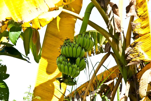 バナナの束とバナナの木 — ストック写真