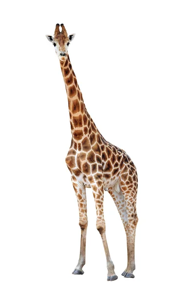 Giraffa isolata su sfondo bianco — Foto Stock