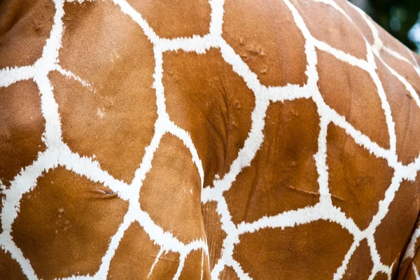 Girafe peau fourrure fond — Photo