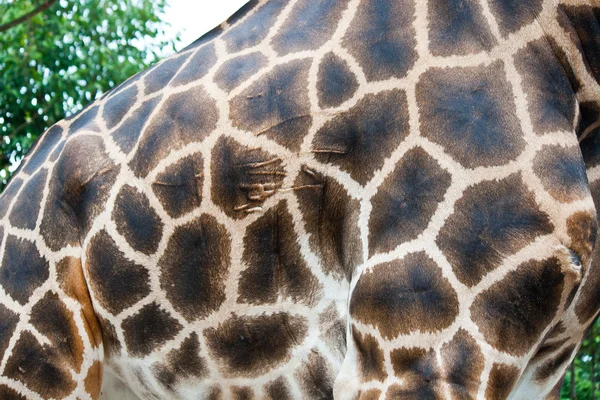 长颈鹿皮肤毛皮背景 — 图库照片
