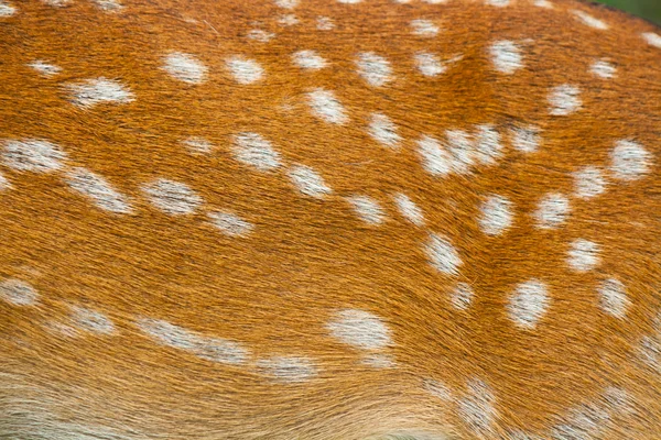 Текстура хутра оленя — стокове фото