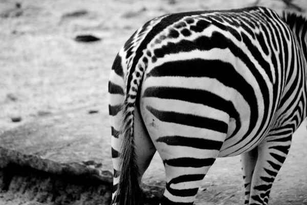 Zebra Black and White Color — Stock Photo, Image