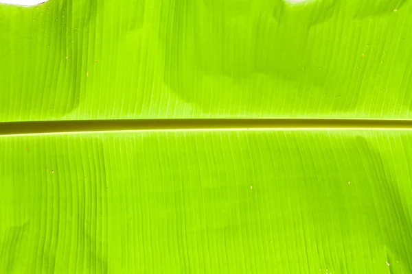 Grüne Blatt Bananenpalme — Stockfoto