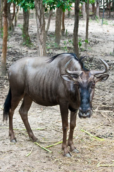 Wildebeest — Stock Photo, Image