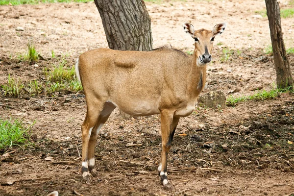 Waterbuck — стокове фото