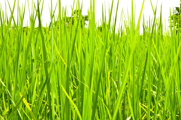 Risfelt grønt gress – stockfoto