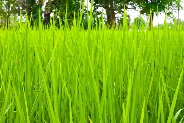 Rijst veld groen gras — Stockfoto